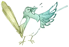 Informations au sujet des corvidés