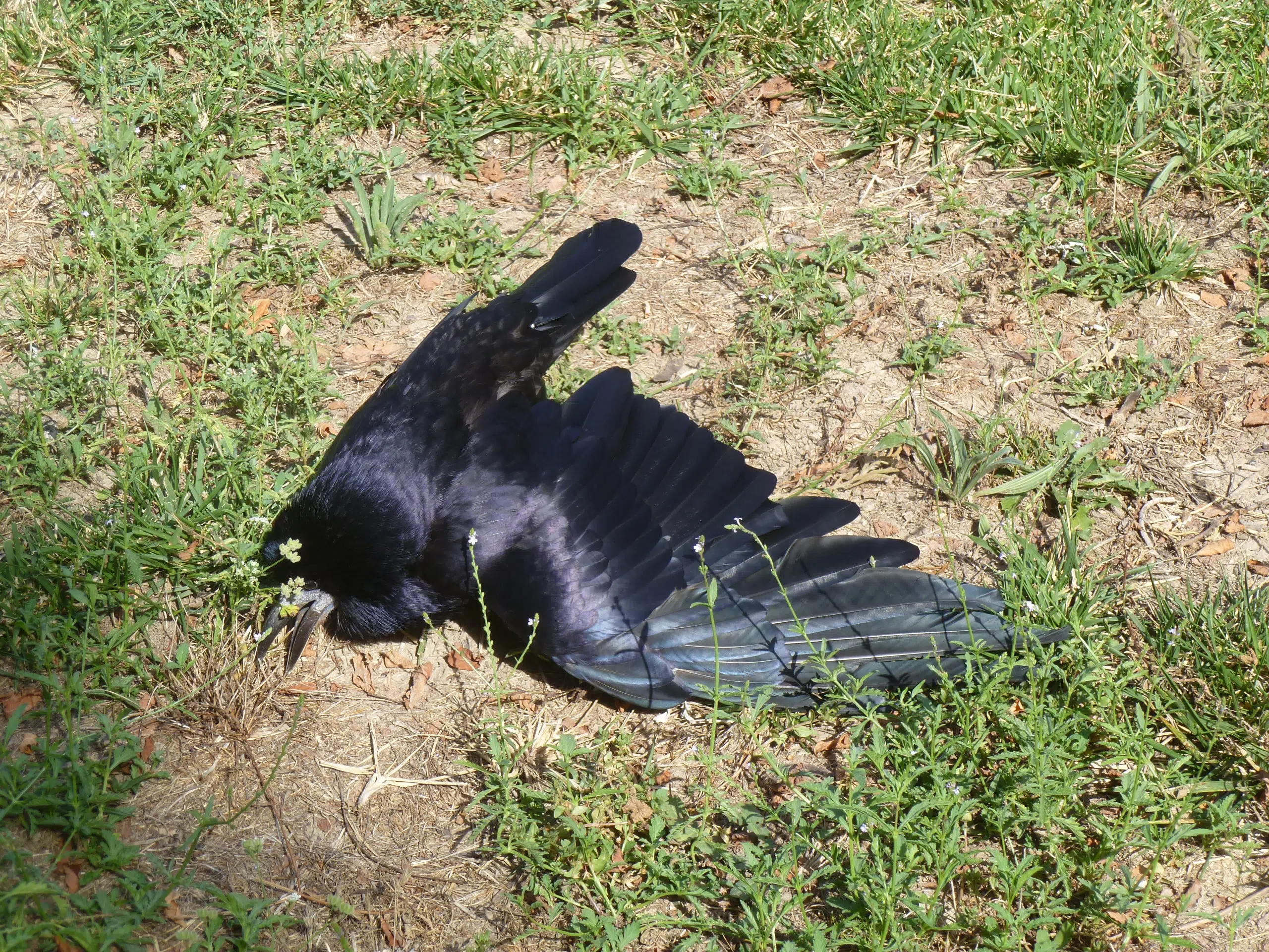 Vous avez trouvé un corvidé blessé