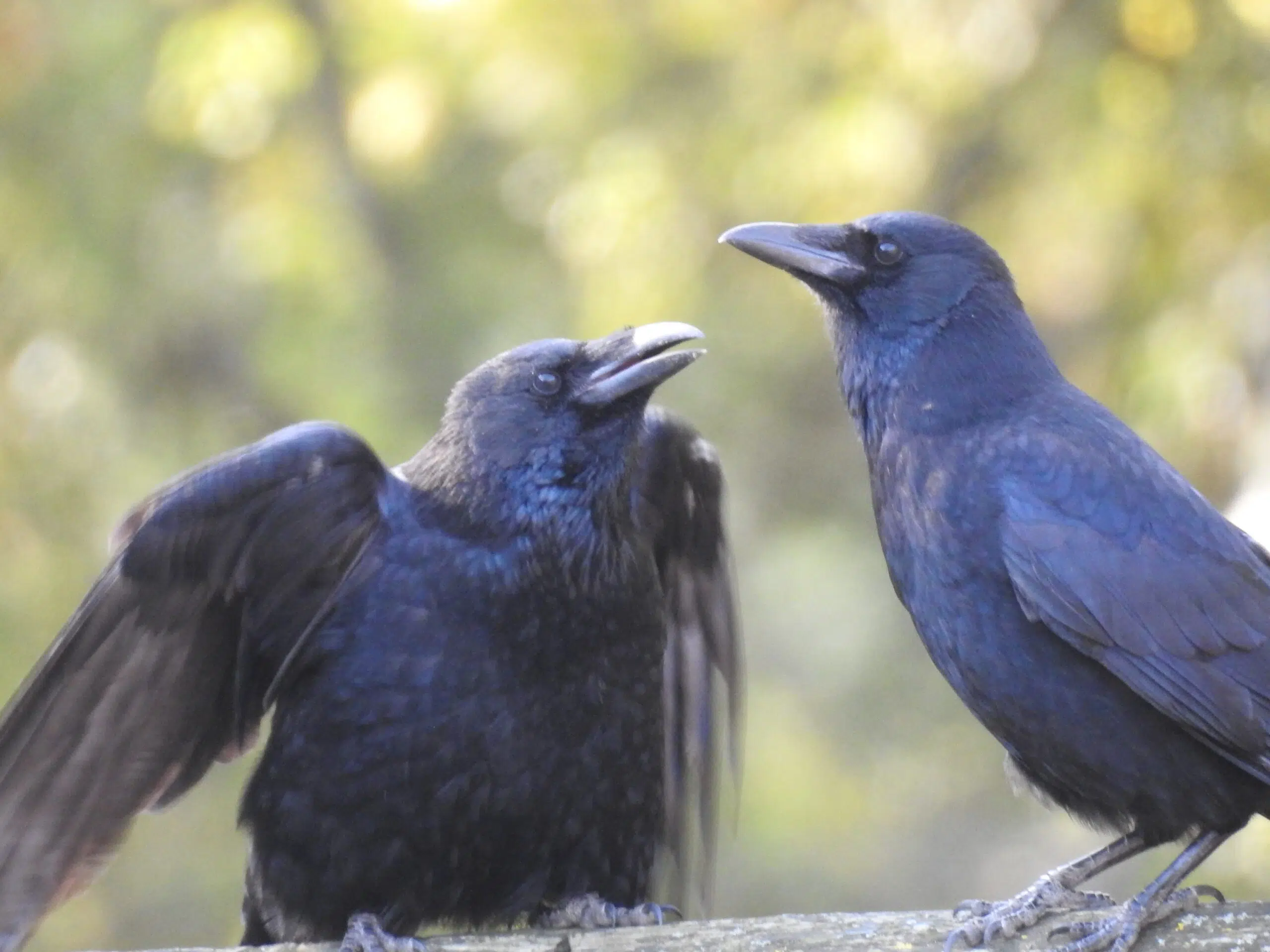 Corneille Noire (Corvus corone)