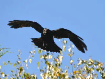 Corbeaux, corneilles, pies… Faut-il réguler ?