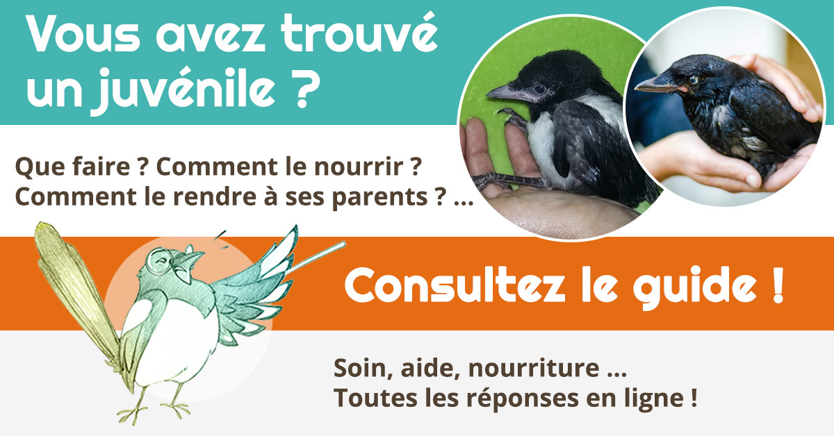 Vous Avez Trouve Un Corvide Juvenile Aides Conseils Association Ladel Vous Avez Trouve Un Corvide Juvenile Aides Conseils Association Ladel