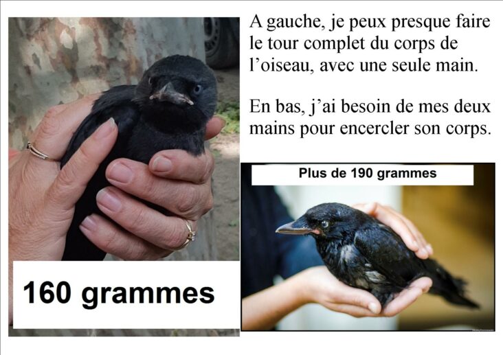 identifier oisillon corbeau