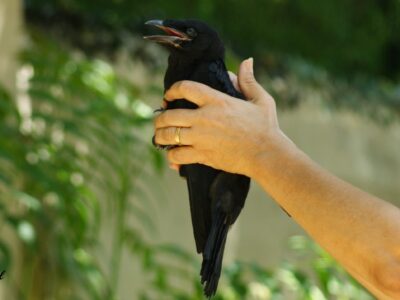oisillon corbeau tombé du nid