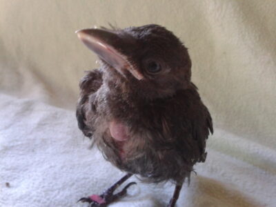 oisillon choucas des tours