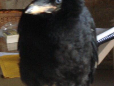jeune corbeau tombé du nid