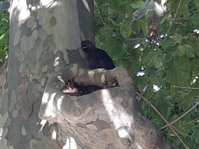 choucas des tours nid platane