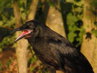 jeune corbeau freux tombé du nid