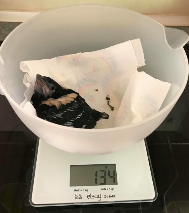 identifier juvénile corvidé