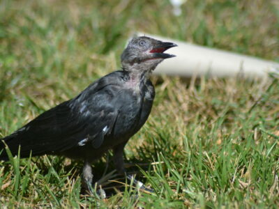 jeune corvidé choucas des tours