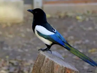 Pie bavarde (Pica pica)