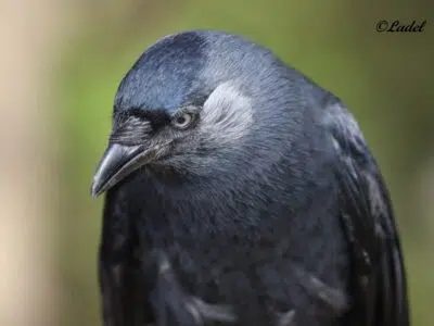 Choucas des Tours (Corvus monedula)
