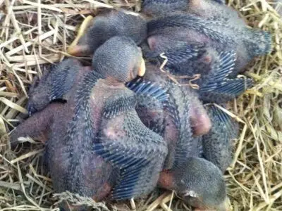 Vous avez trouvé un juvénile : Le guide