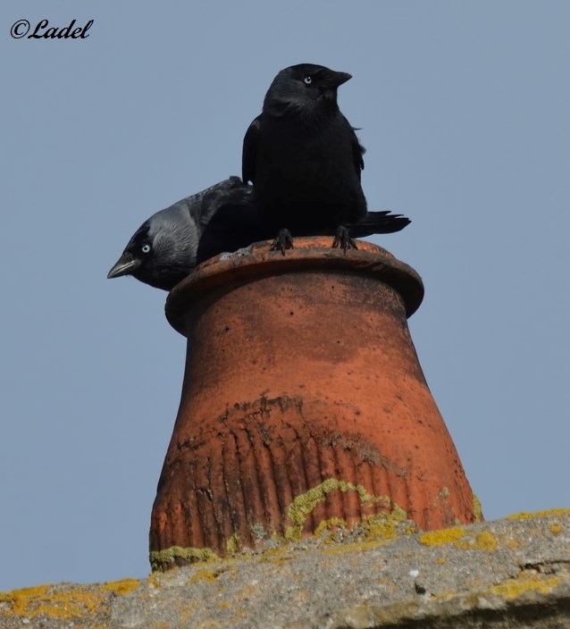 oiseau choucas des tours