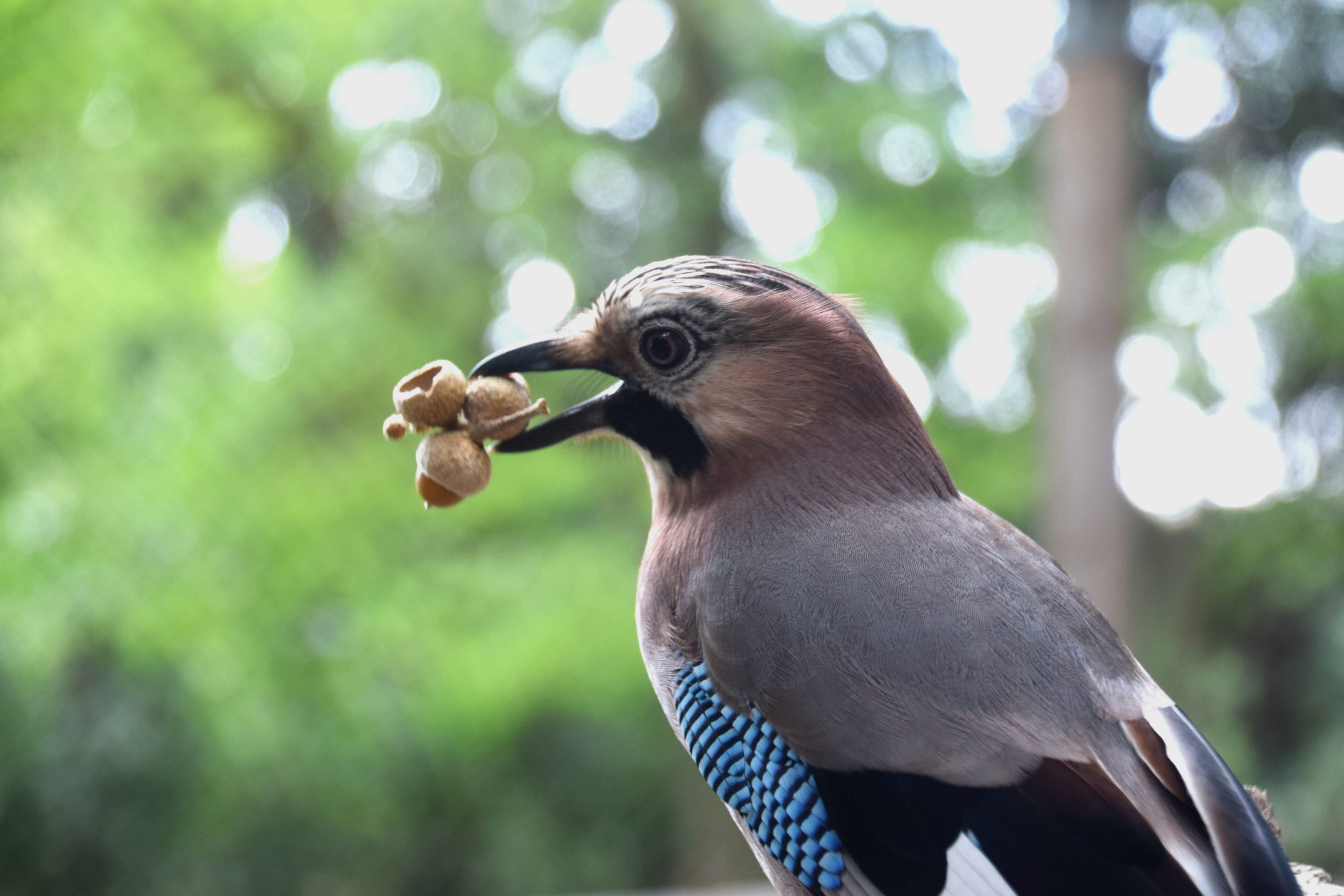 Fouine - LPO (Ligue pour la Protection des Oiseaux) - Agir pour la  biodiversité