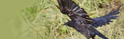 corvidés gênants