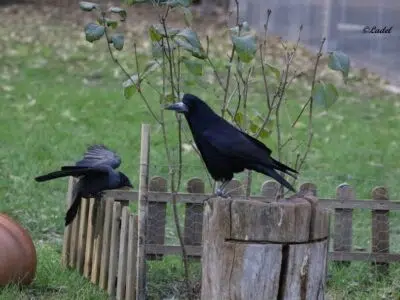 Le Sanctuaire de Lazare