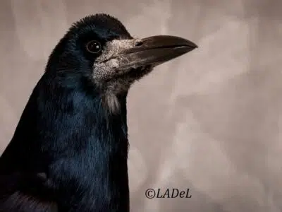 Corbeau Freux (Corvus frugilegus)