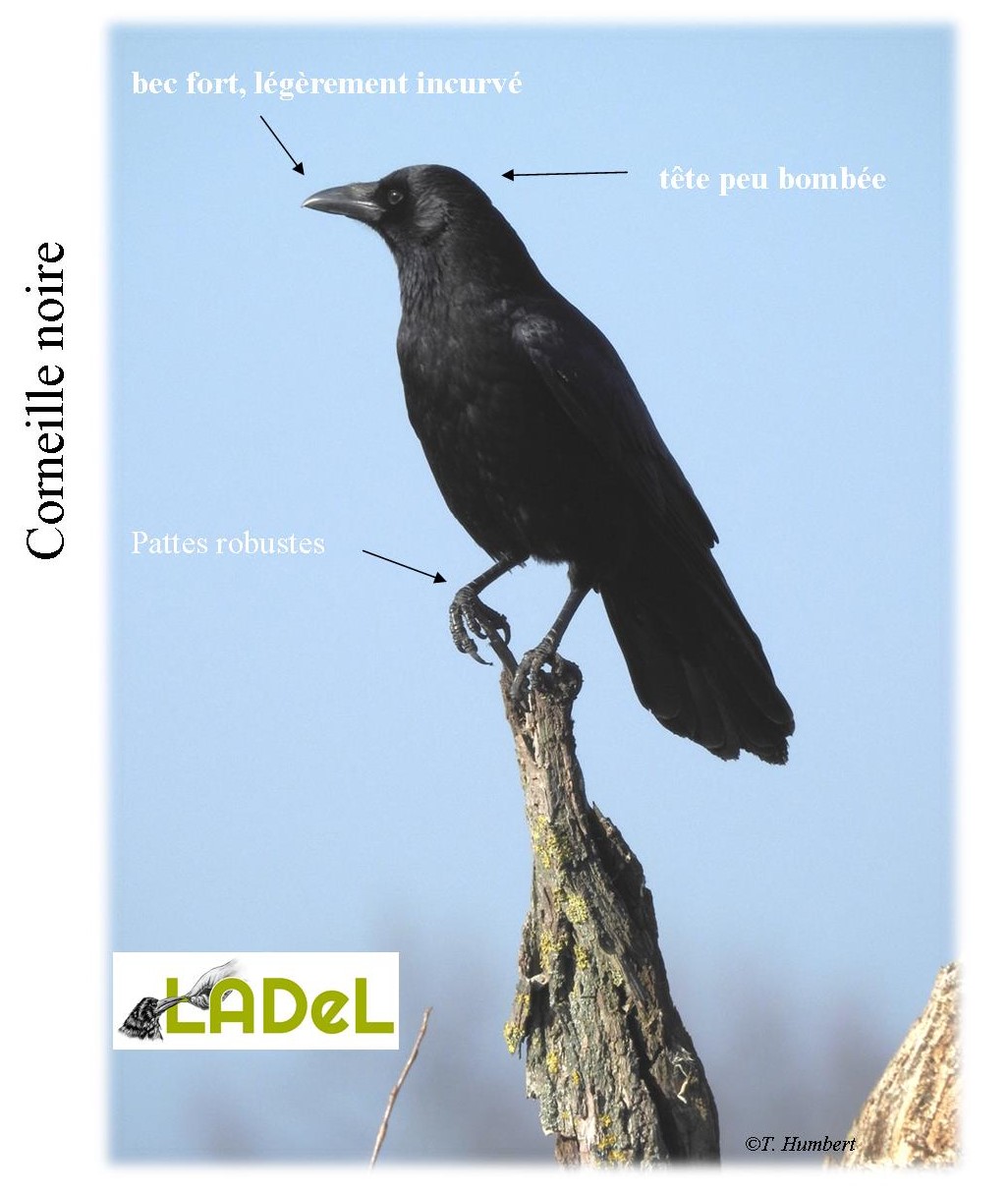 corneille noire corvus corone