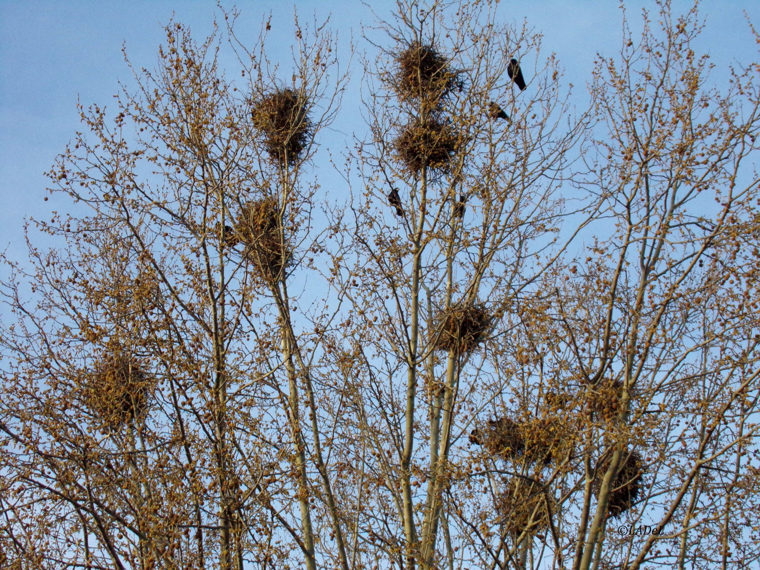 nid de corbeaux freux