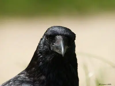 corneille_tete - Copie