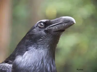 Grand Corbeau (Corvus corax)