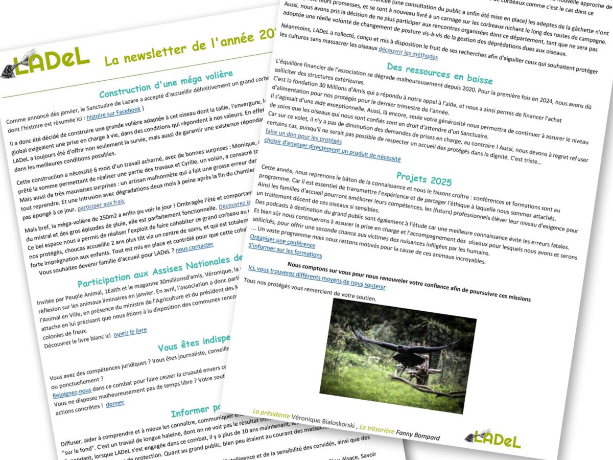 Newsletter-2024 association corvidé