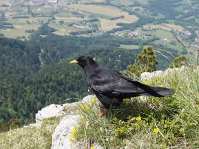 Chocard à bec jaune (Pyrrhocorax graculus)
