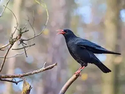 Crave à bec rouge (Pyrrhocorax pyrrhocorax)