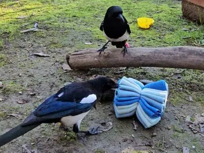 VideoCapture_20250307-214753