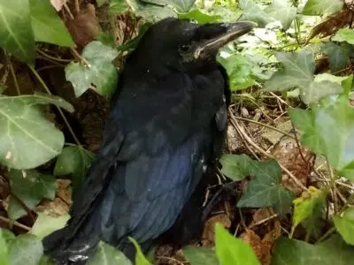 bébé corbeau