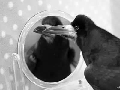 Comportement & Intelligence